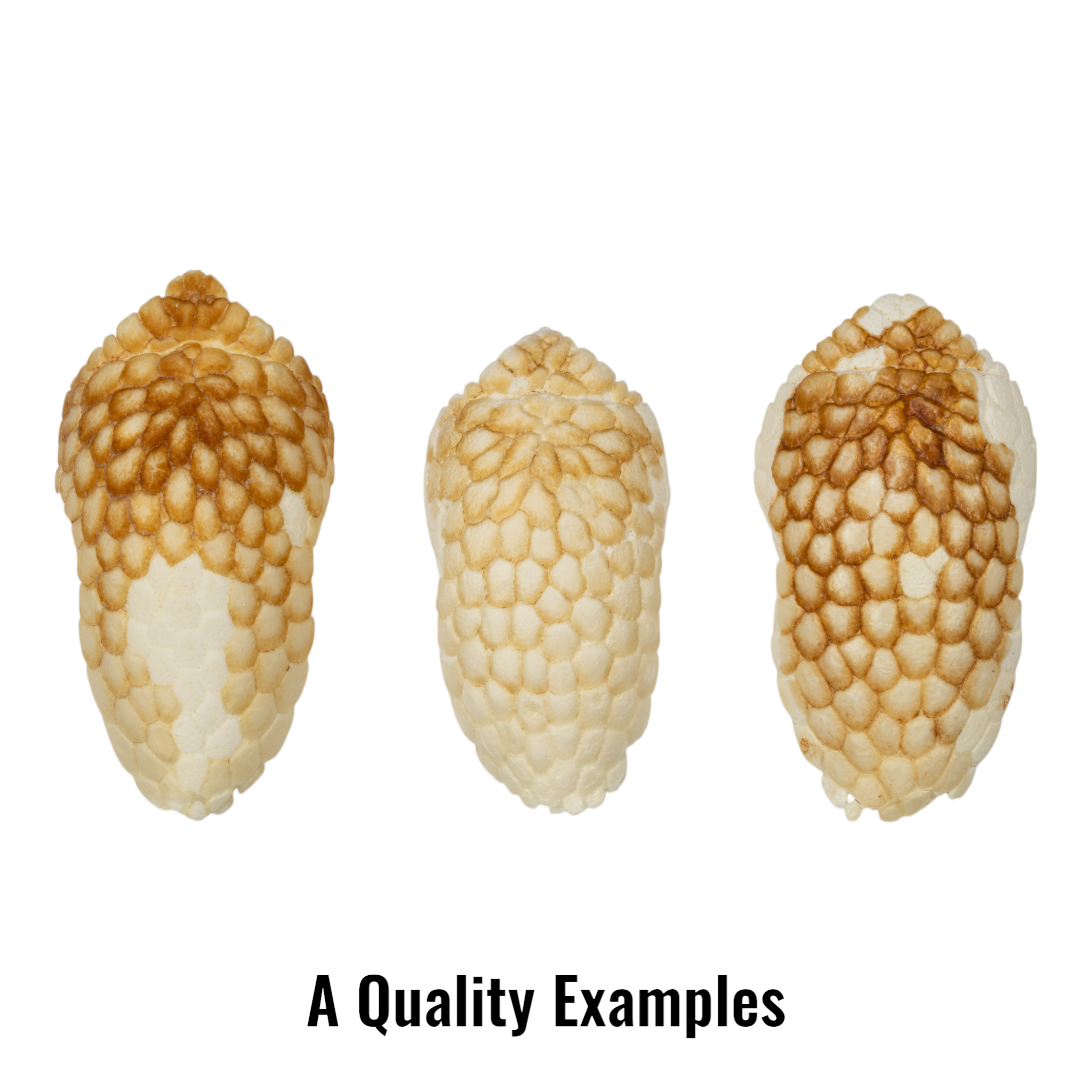 Authentic Nine-Banded Armadillo Skull - Taxidermy Specimen for Science Education & Home Decor | Perfect for Biology Classrooms, Gothic Decor, and Unique Gifts