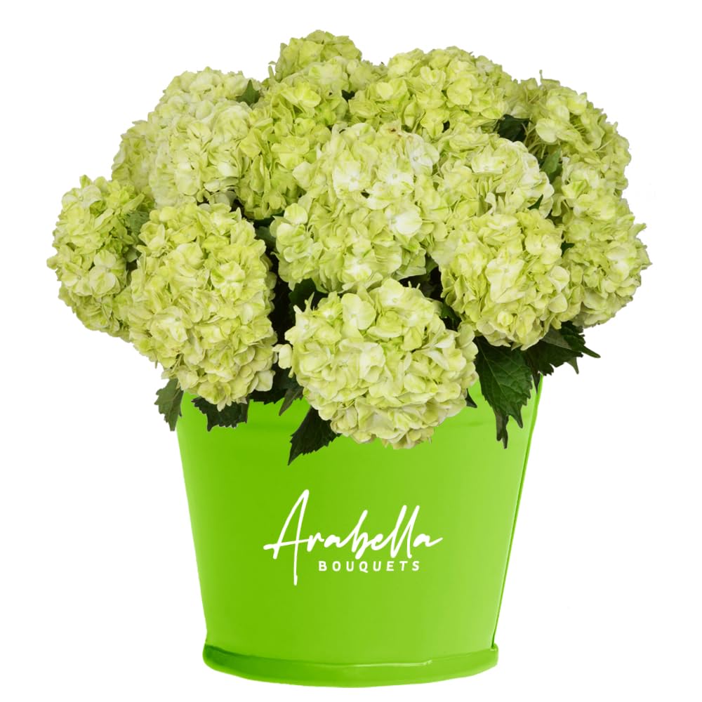 20 Stems Fresh Lime Green Hydrangea Bulk Flowers | Arabella Bouquets | Wedding, Graduation, Birthday, Congratulations Floral Arrangements | Perfect for Centerpieces, Bridal Bouquets, and Home Decor