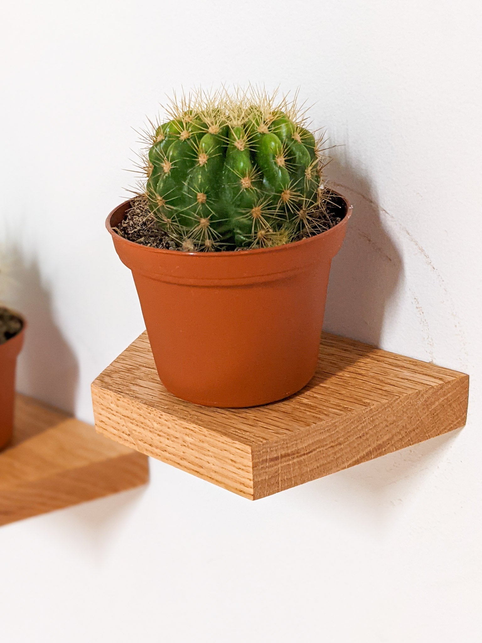 Stylish Oak Small Trapezoid Display Shelf - Perfect for Home Decor, Retail Stores & Office Organization