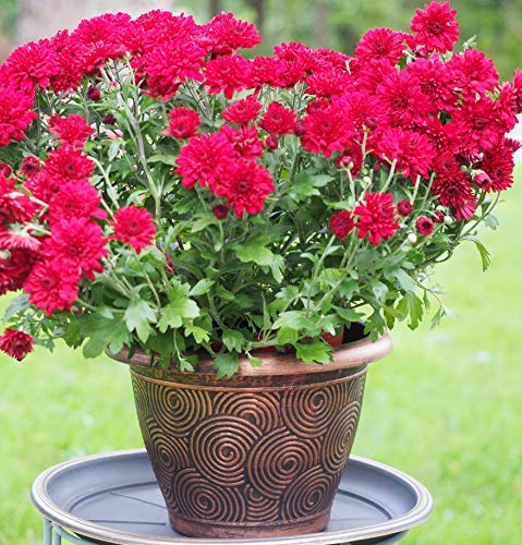 2 Pack Round Geometric Plastic Planters 10X7 Inches - Indoor Outdoor Decorative Flower Pots for Garden, Patio, Nursery, Office & Home Decor (Concentric Circles, Copper Finish) | Perfect for Succulents, Herbs & Small Plants