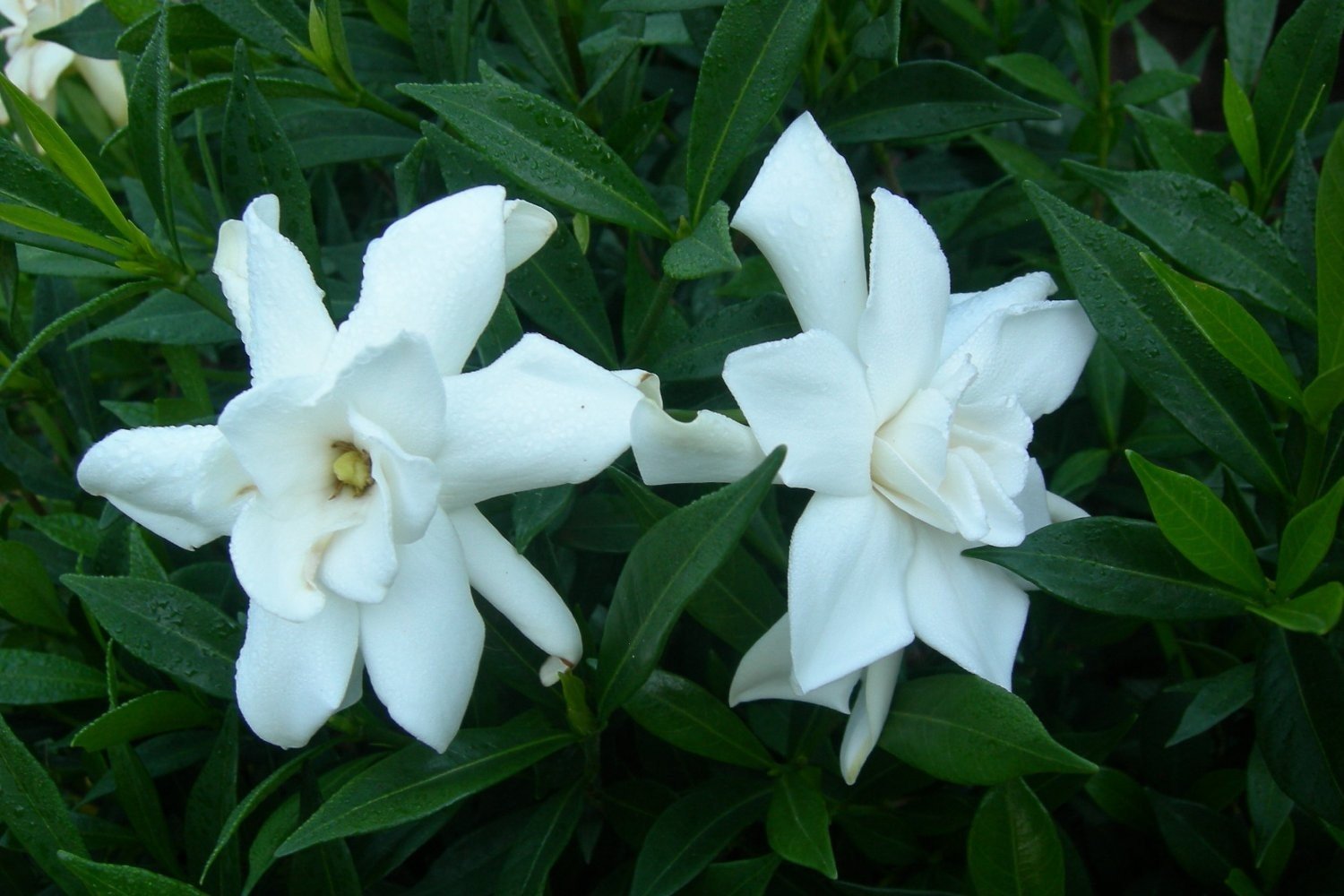 Frostproof Gardenia Jasminoides - 10 Live Plants for Outdoor Landscaping - Fragrant White Blooming Shrubs - Perfect for Garden Borders, Patio Decor & Aromatic Gardens