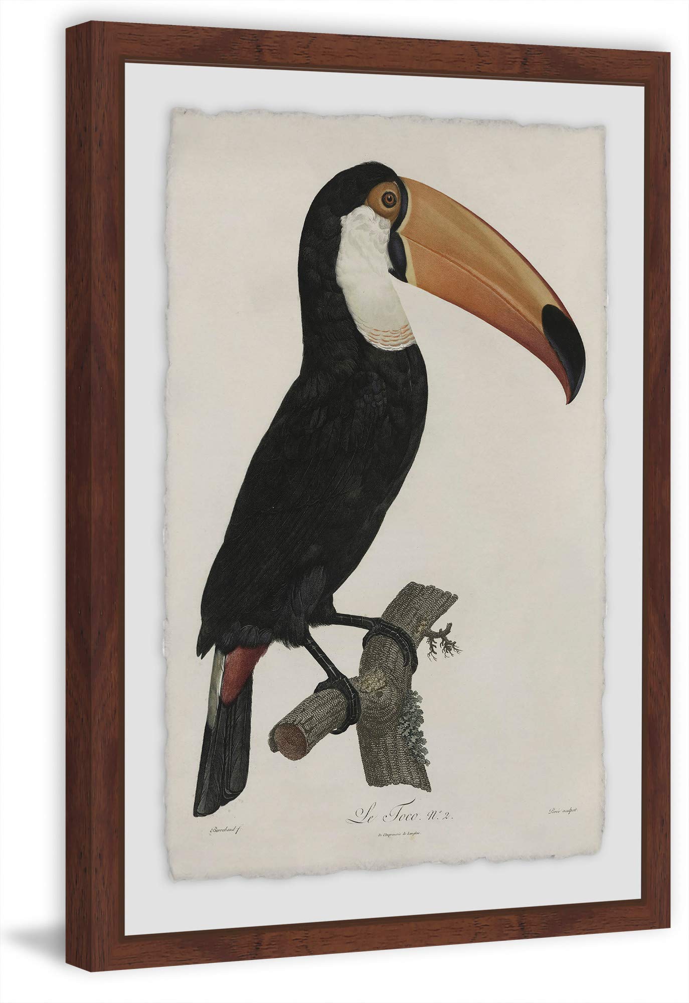 Marmont Hill Quiet Toucan Framed Wall Art Print - Tropical Bird Painting for Living Room, Bedroom & Office Decor