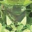 08-August-Simulated Peridot