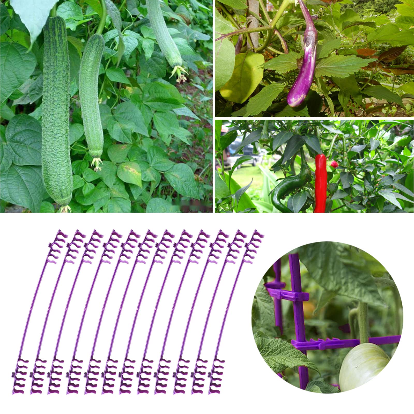 36 Pack Purple Expandable Tomato Cage Stake Arms - 11mm Diameter Garden Plant Support Connectors for Vegetables, Flowers & Vines | Perfect for Backyard Gardening & Greenhouse Plant Training