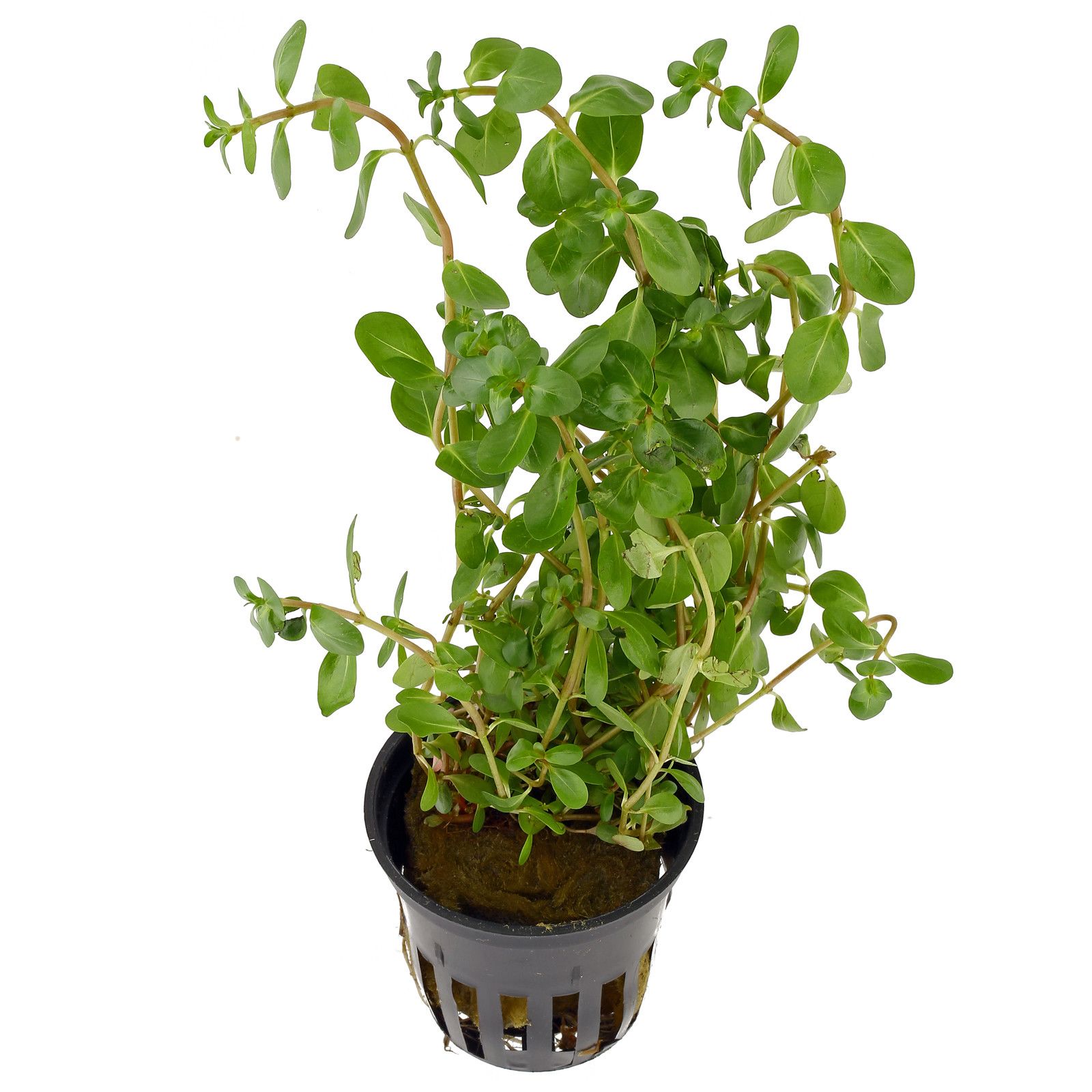 TCulture Rotala Macrandra 'Yellow' Live Aquatic Plant for Aquarium - Perfect for Freshwater Fish Tanks, Aquascaping & Planted Aquariums