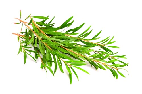 Tea Tree Infused