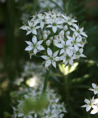 Allium Tuberosum Garlic Chives Seeds - Chinese Leek with White Beautiful Blooms (30+ Seeds) - Perfect for Herb Gardens, Asian Cooking & Home Decor