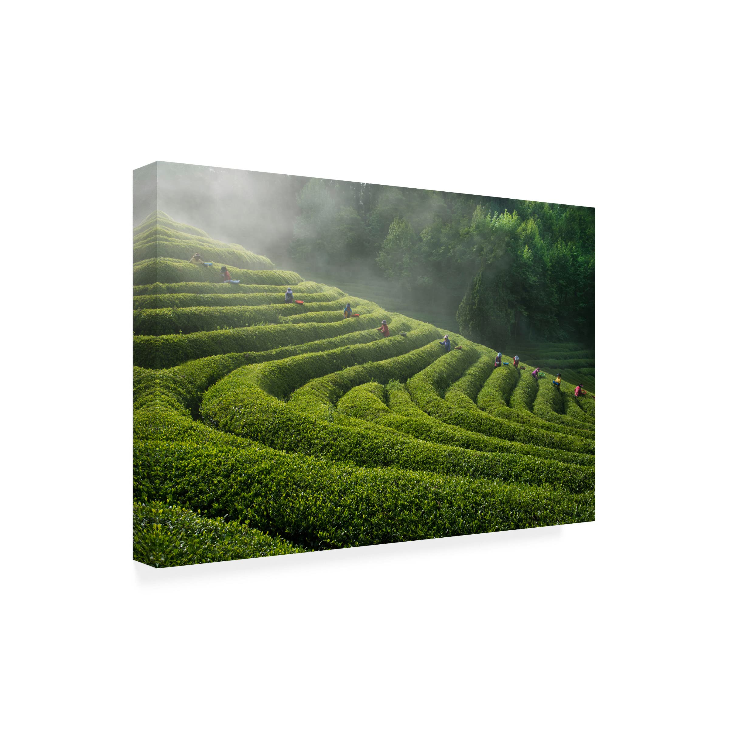 Green Tea Farm Canvas Art Print by Bongok Namkoong - Handmade Asian Landscape Painting for Living Room, Bedroom & Office Decor