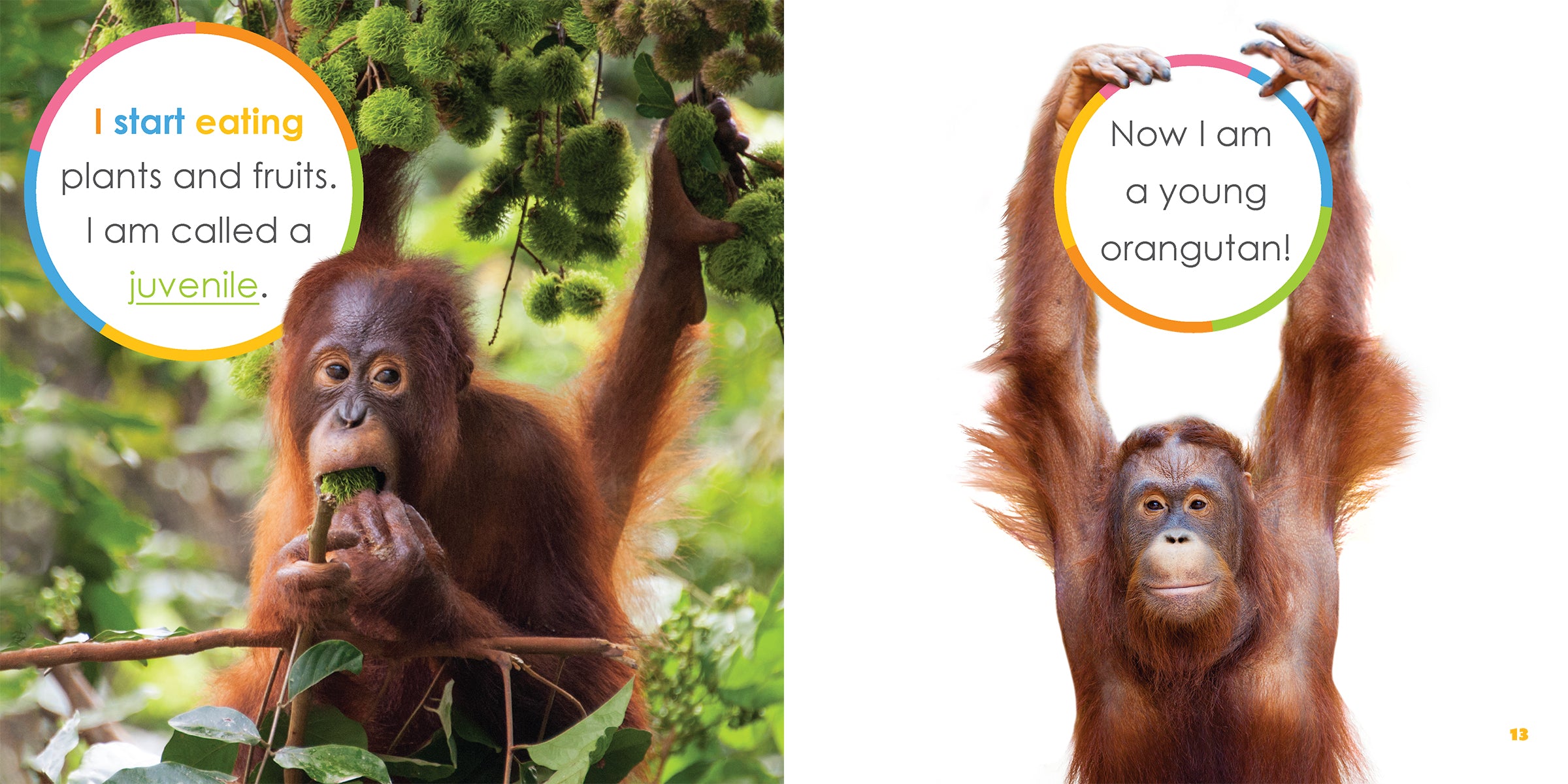 Baby Orangutans Book - ISBN 9781640263512 - Perfect for Kids' Wildlife Education & Bedtime Stories