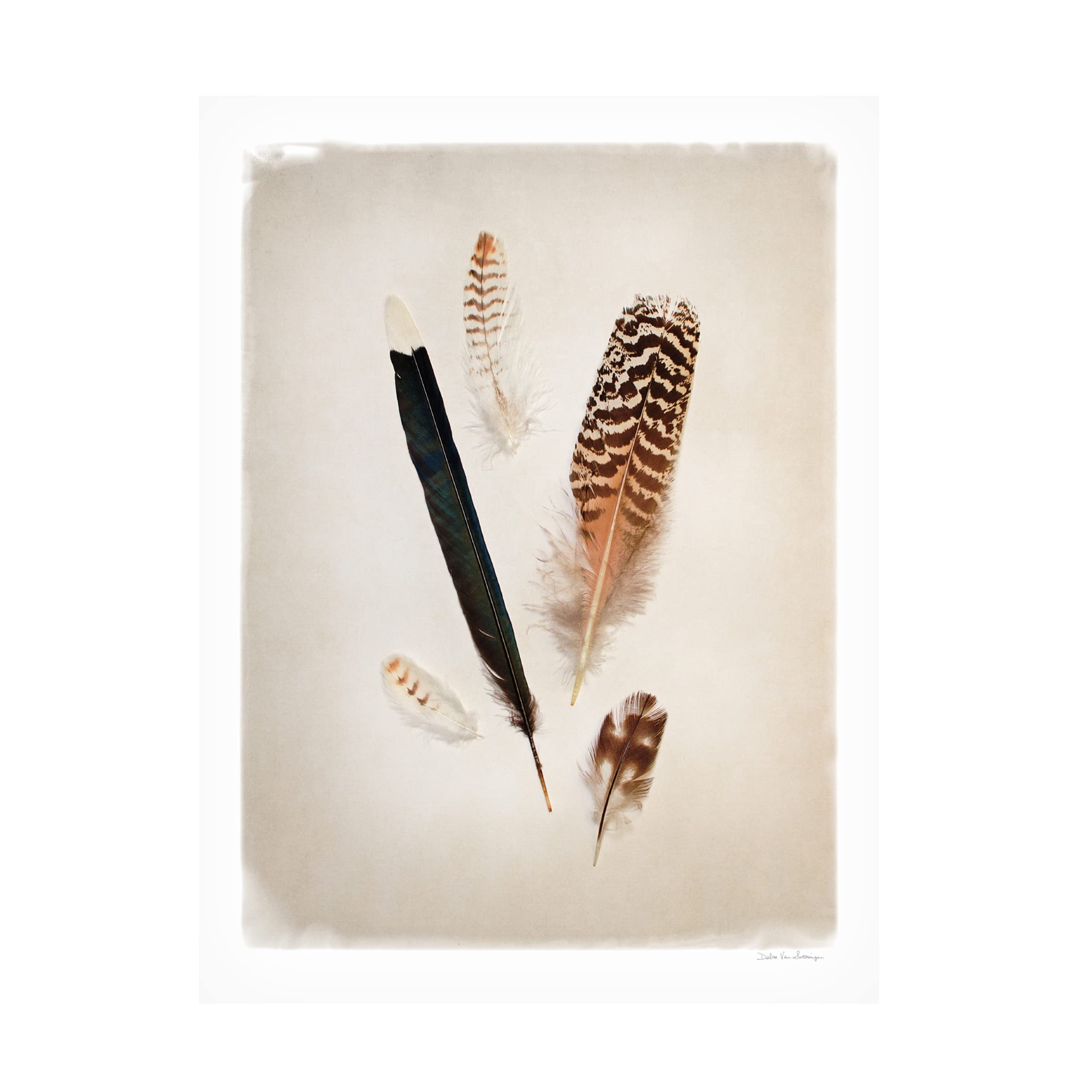 Debra Van Swearingen 'Feather Group II' Canvas Wall Art Print - Modern Home Decor for Living Room, Bedroom & Office