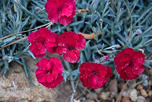 Frosty Fire Dianthus - 40 Live Plants - Dianthus Allwoodii - Fragrant Cold Hardy Groundcover for Rock Gardens, Borders & Landscaping