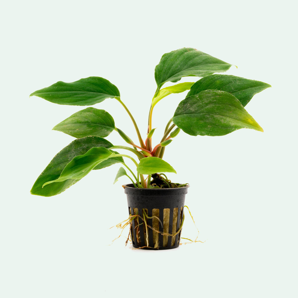 Homalomena Sungai - Rare Tropical Houseplant for Indoor Decor - Perfect for Home, Office, and Garden Spaces