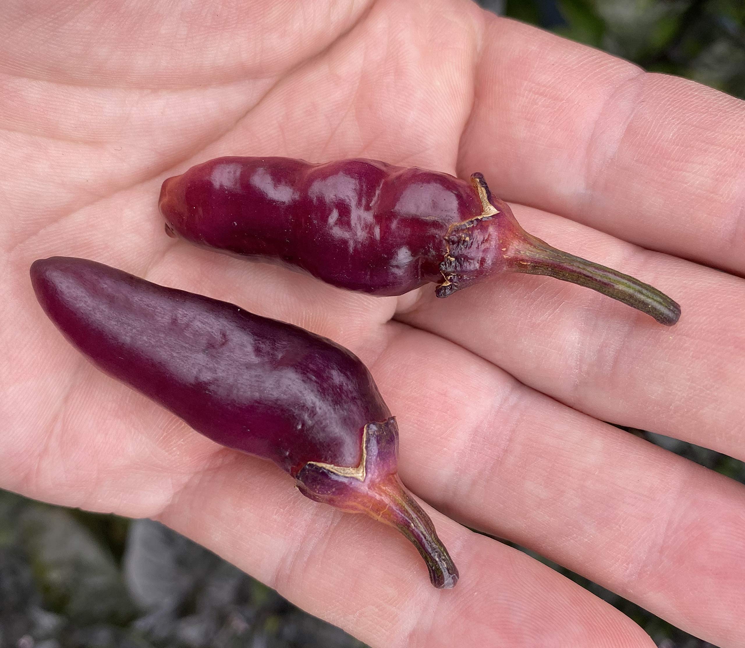 Premium Pink Bubblegum 7 Pot BBG Scorpion Super Hot Pepper Seeds for Planting - Grow Your Own Spicy Peppers at Home, Perfect for Hot Sauces, Salsas, and Culinary Experiments
