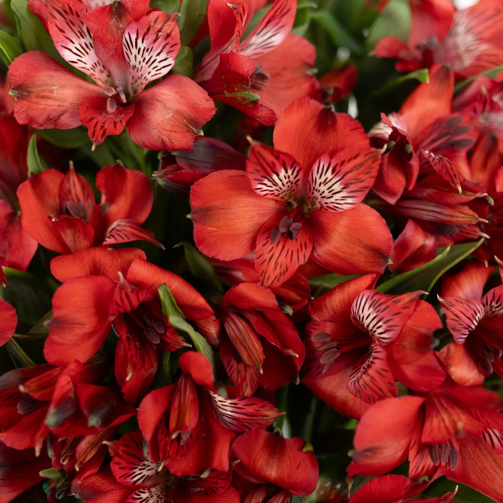 Brick Red Peruvian Lilies - Fresh Cut Alstroemeria Flowers for Bouquets, Wedding Decor & Home Arrangements