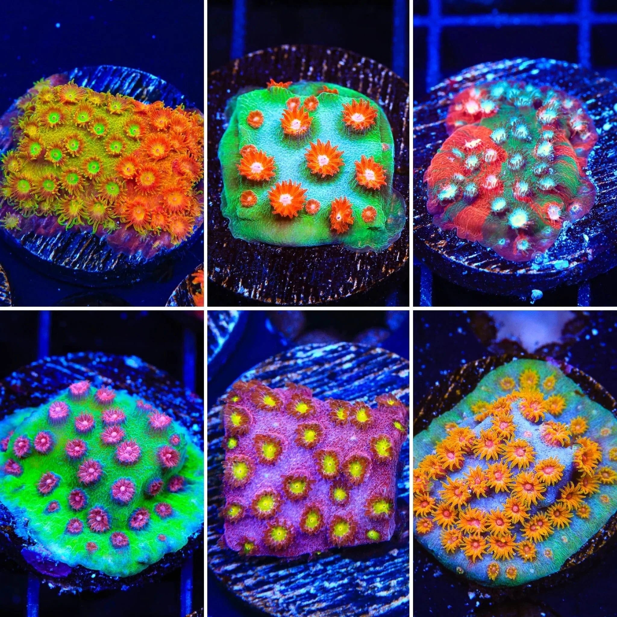 Cyphastrea Coral Pack for Saltwater Aquariums - Vibrant Live Coral Frags for Reef Tanks | Perfect for Beginners & Advanced Hobbyists
