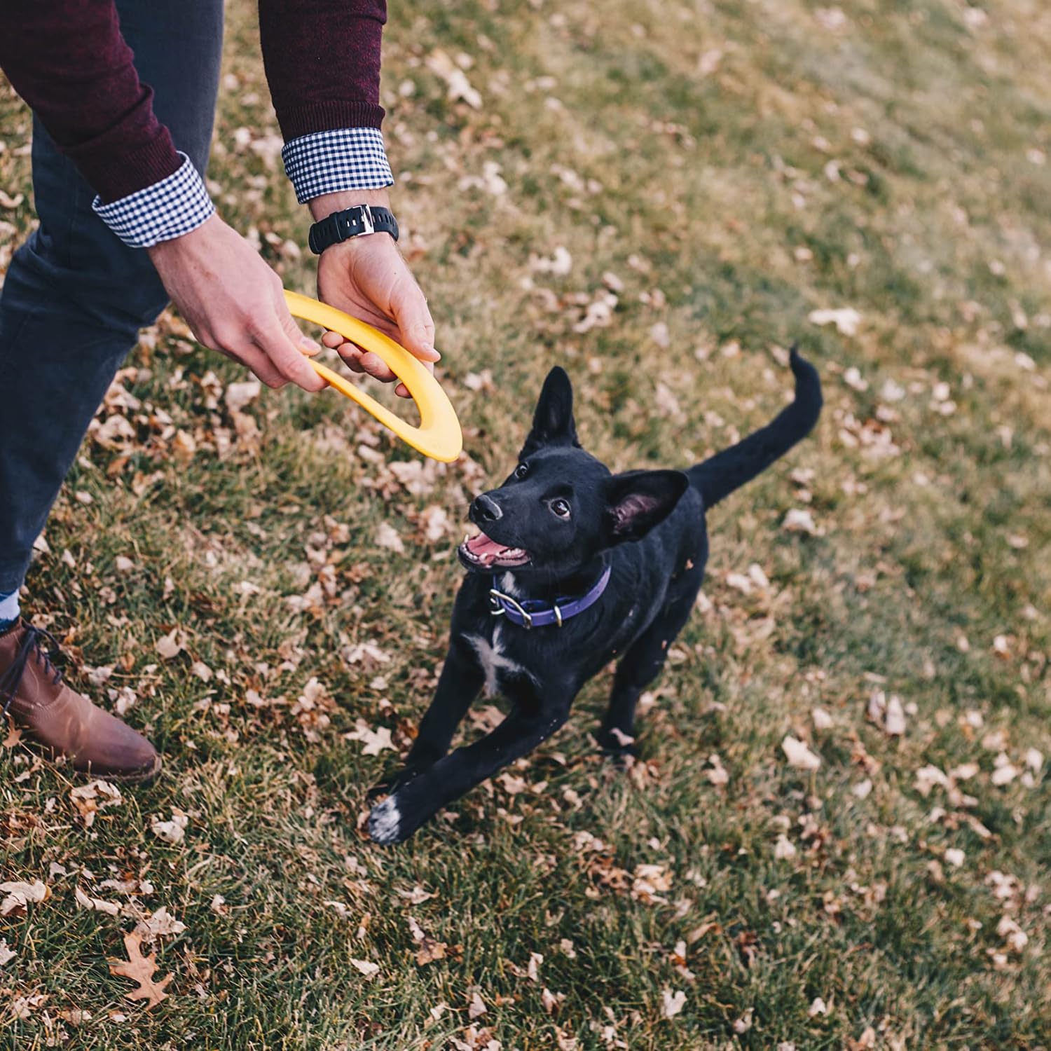 Disc Go Dog - Durable Flying Disc for Dogs, Interactive Fetch & Catch Toy for Outdoor Play - Perfect for Beach, Park, and Backyard Fun