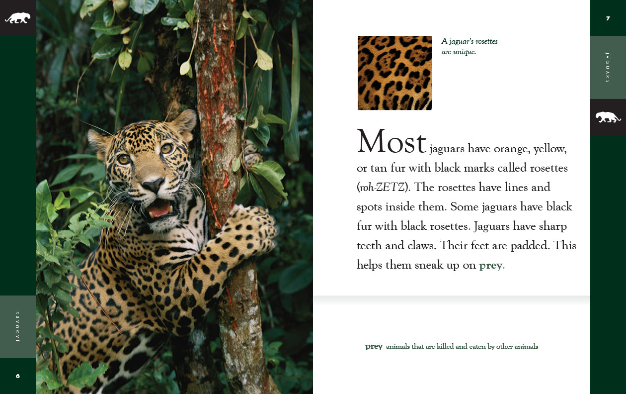 Jaguars Book - 9781640265455 | Wildlife & Nature Guide for Animal Lovers, Students & Researchers | Perfect for Gifts, Education & Wildlife Enthusiasts