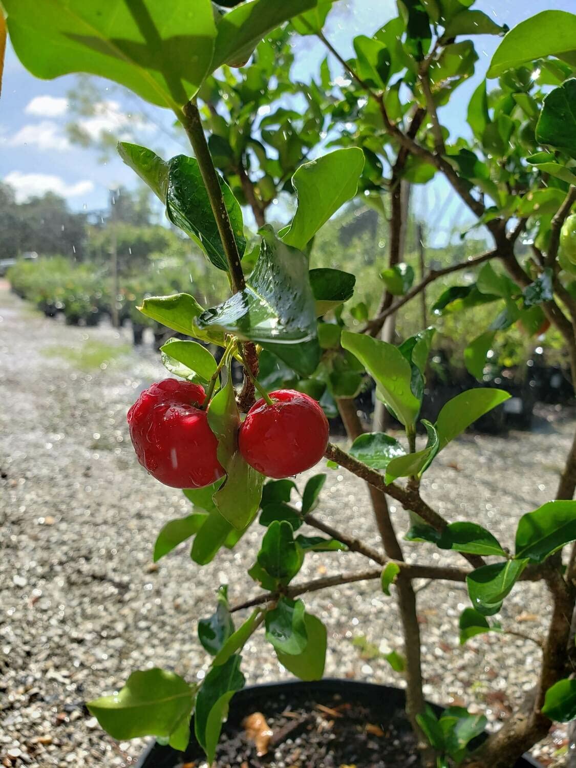 Barbados Cherry Tree (Malpighia Emarginata) - 5 Live Plants in 6 Inch Grower's Pots - Edible Fruit Bearing Tree for Patio, Garden & Landscaping - Perfect for Home Gardening, Organic Fruit Harvest & Tropical Backyard Decor