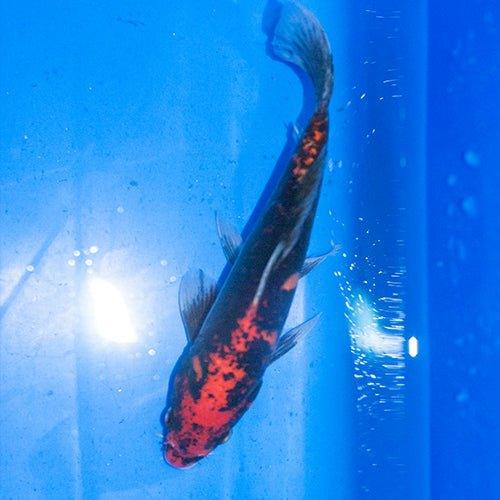 Premium Hand-Selected Koi Fish - 56 Vibrant Colors for Ponds & Aquariums | Perfect for Outdoor Water Gardens & Indoor Fish Tanks
