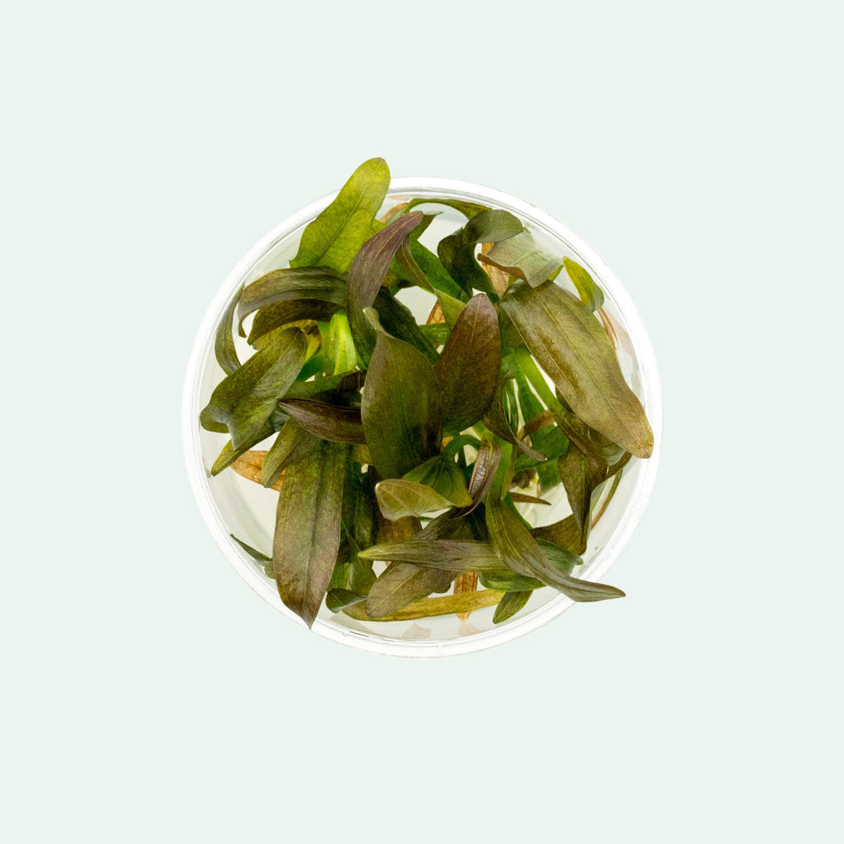 Echinodorus Rose Aquatic Plant for Freshwater Aquariums - Perfect for Fish Tanks, Aquascaping & Water Gardens
