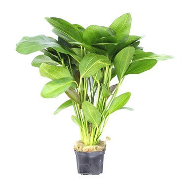 Dennerle Echinodorus Ocelot XXL - Live Aquarium Plant for Freshwater Fish Tanks | Perfect for Aquascaping & Tropical Fish Habitats