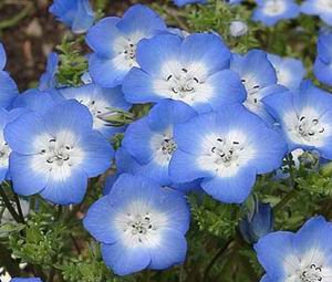 Organic Baby Blue Eyes Flower Seeds (Nemophila menziesii) - 5 Lbs Non-GMO, Heirloom - Perfect for Garden Borders, Wildflower Meadows & Cottage Landscapes