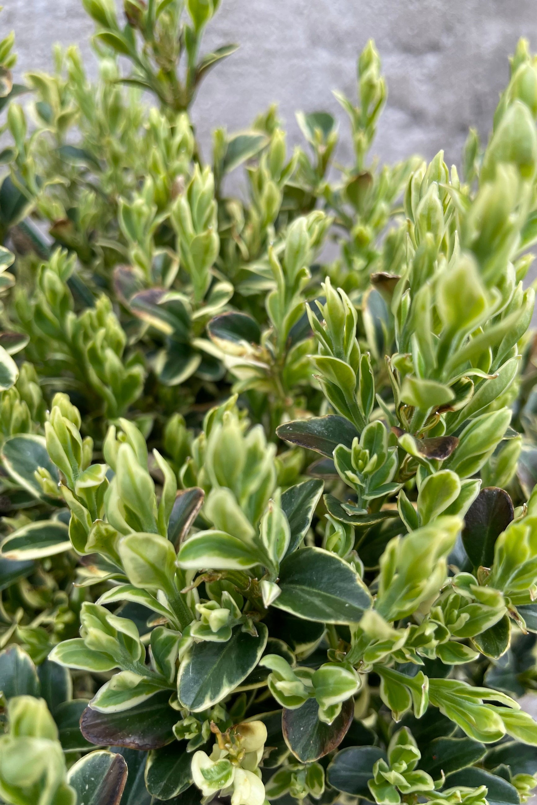 Variegated Boxwood (Buxus sempervirens 'Variegata') - #1 Premium Evergreen Shrub for Landscaping, Hedges & Garden Borders | Perfect for Formal Gardens, Topiary & Container Planting