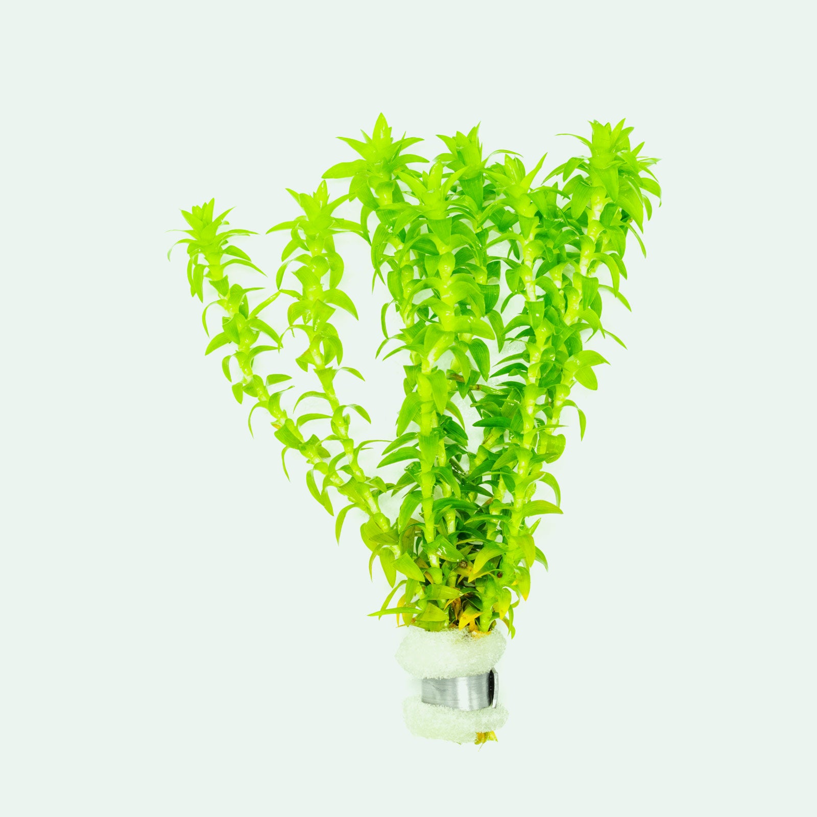 Tonina Fluviatilis Aquatic Plant for Freshwater Aquariums - Perfect for Aquascaping and Fish Tank Decoration