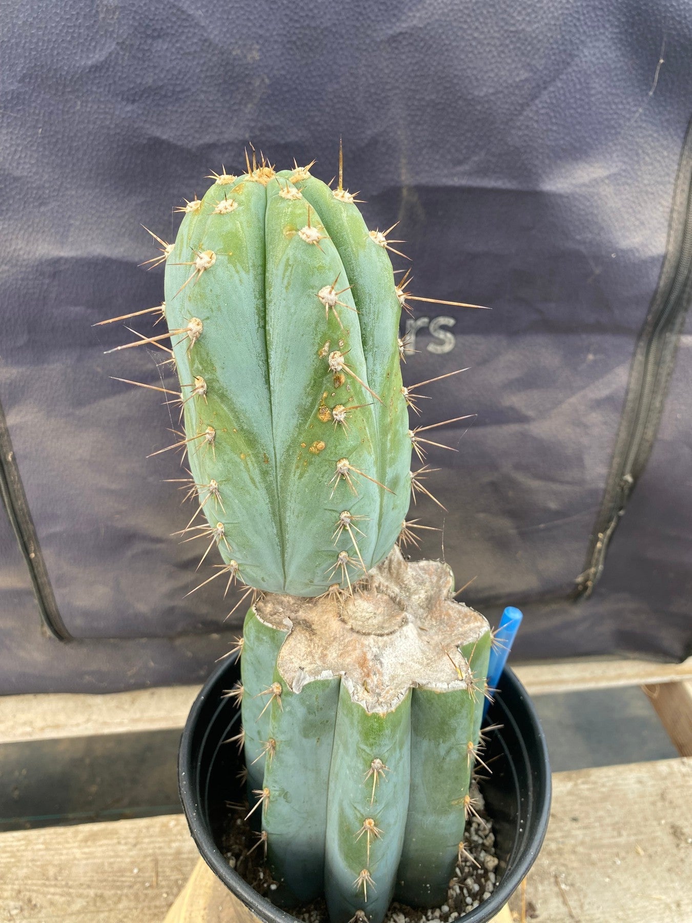 Exact Trichocereus Peruvianus TSSBP #537 - 13 Inch Tall Ornamental Cactus for Home Decor, Garden & Office | Rare Collectible Succulent Plant