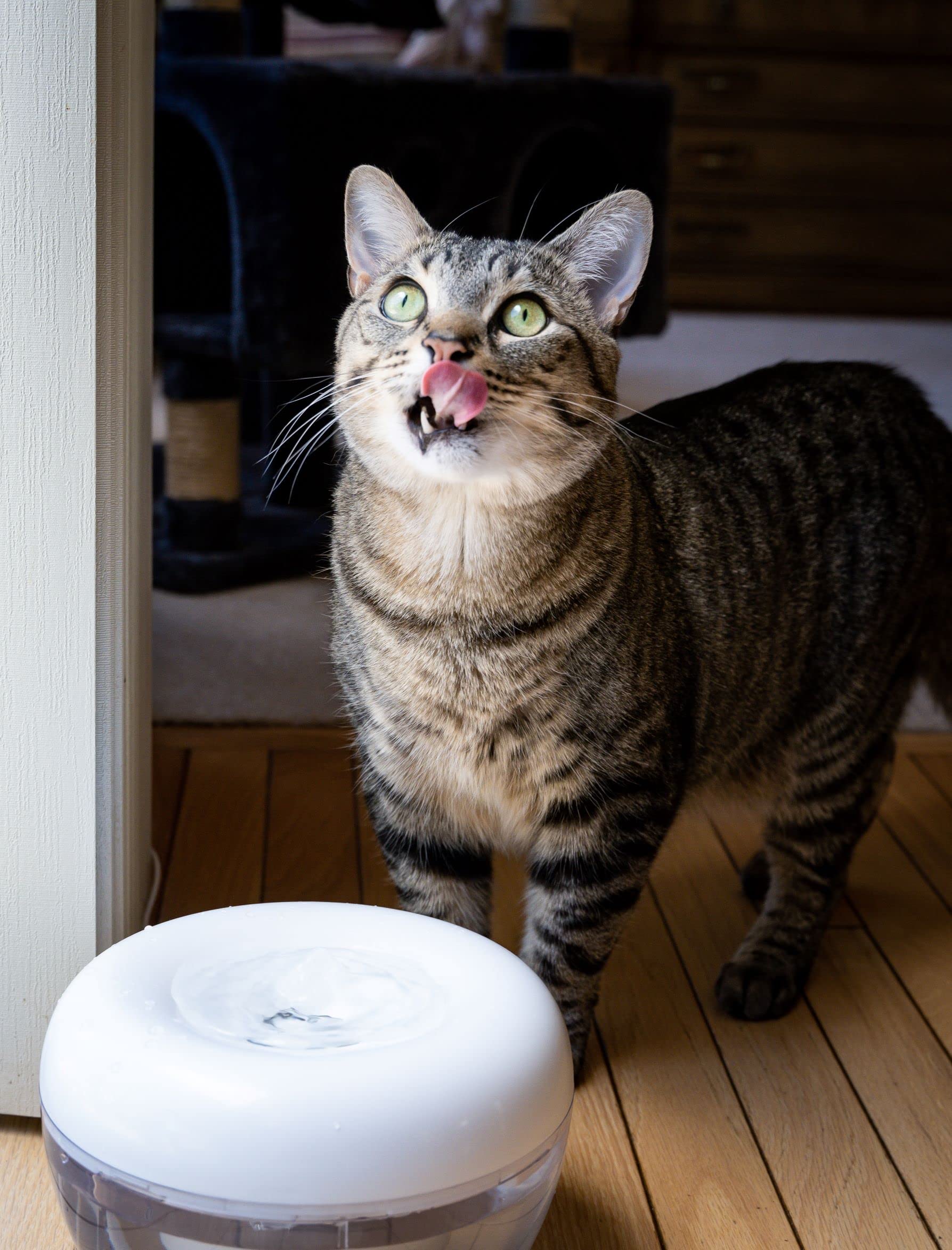 PURRoducts Premium Cat Water Fountain with 5-Layer Filter - Splash-Free, Tip-Proof Design for Cats & Small Dogs | 2-Month Filter Life | Low Water Auto Shut-Off | Perfect for Home, Office & Pet Travel Use