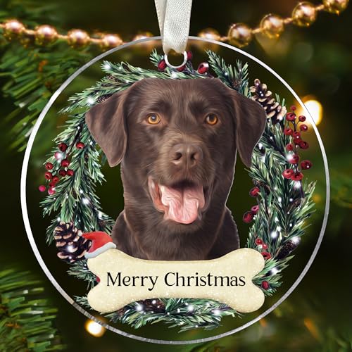 Dog Chocolate Lab