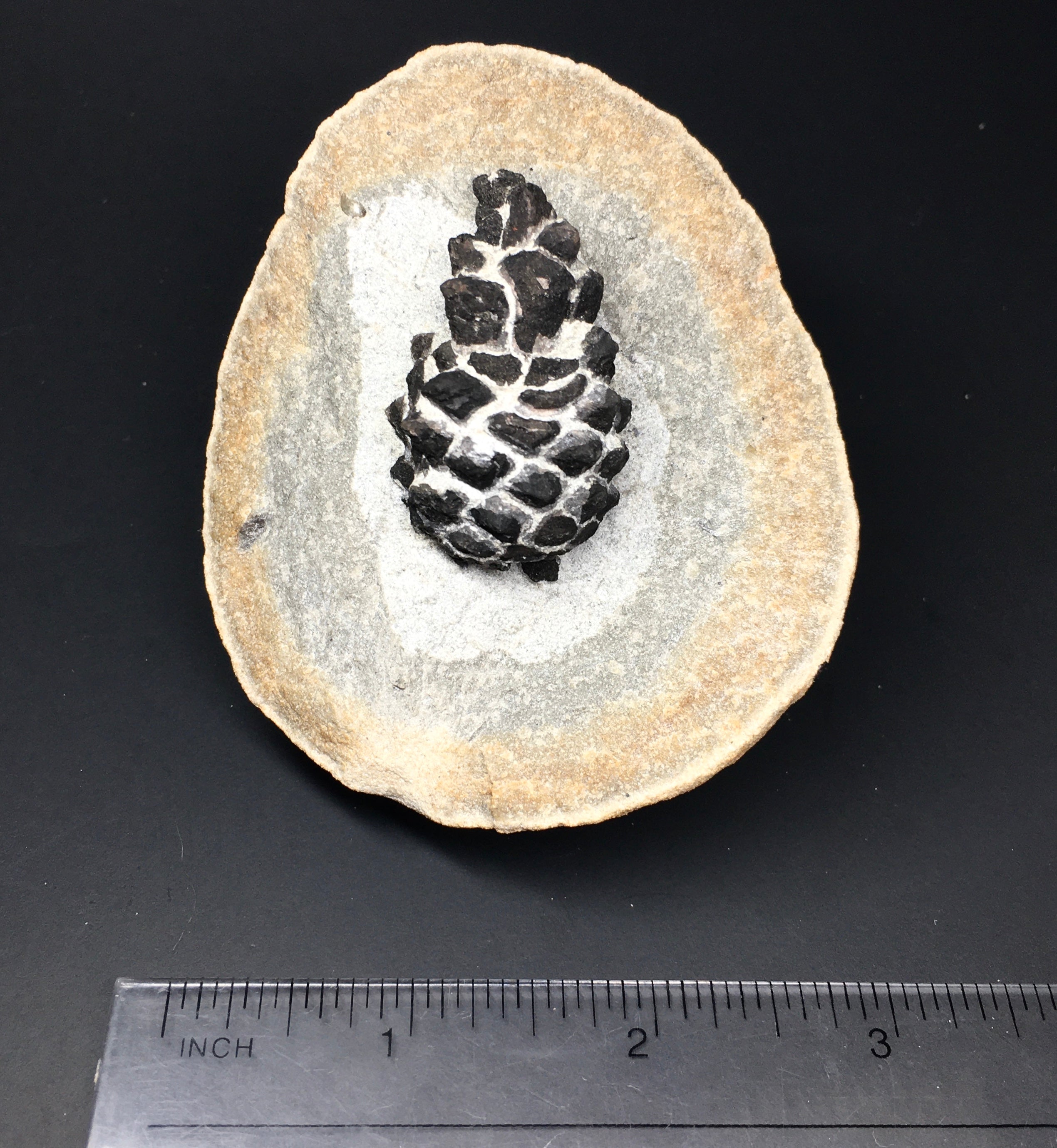 Natural Pine Cones for Crafts and Decor | Bulk Pine Cones for DIY, Home Decor, and Holiday Ornaments | Perfect for Christmas, Fall, and Wedding Centerpieces
