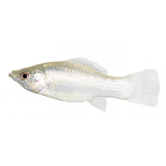 White Molly Fish for Aquarium - Live Tropical Fish for Freshwater Tanks | Perfect for Community Aquariums & Fish Breeding