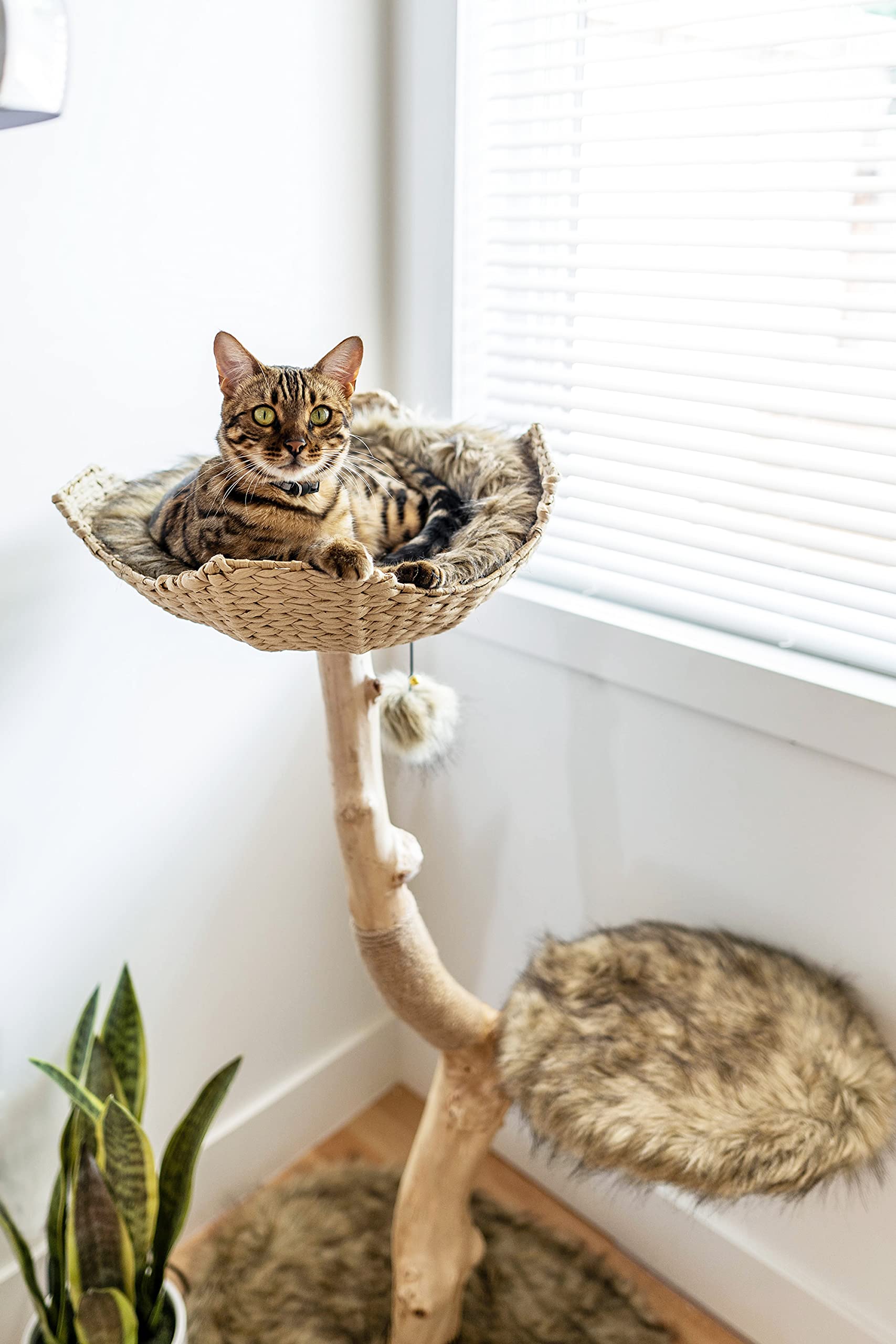 Modern Wooden Cat Tree Tower - Single Branch Cat Condo & Climbing Furniture for Indoor Cats - Perfect Cat Lover Gift by MAU LIFESTYLE (Brown) - Ideal for Small Spaces & Playful Kittens