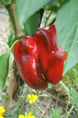 Quadrato D'Asti Rosso Pepper Seeds - Sweet Red Flesh Heirloom Vegetable Seeds (10-Pack) for Home Gardening, Cooking & Canning