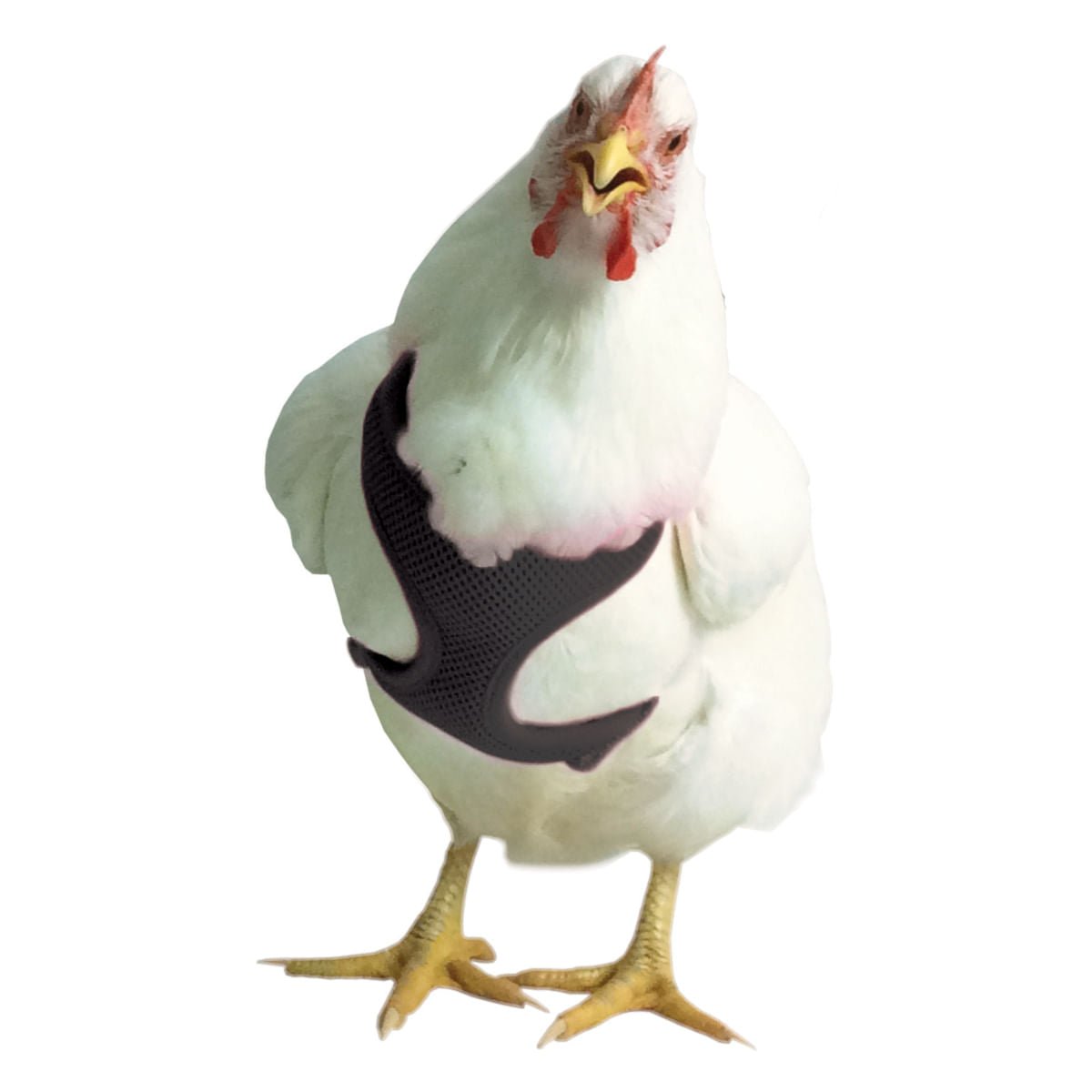 Small Red Chicken Harness for Hens - Adjustable & Comfortable Poultry Safety Gear - Perfect for Backyard Farming, Pet Chickens & Poultry Shows