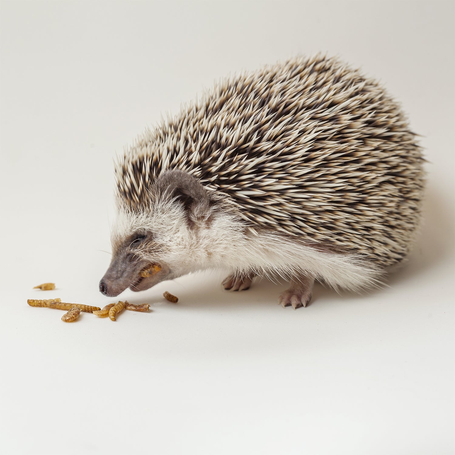 Premium Dried Mealworm Treats for Birds & Reptiles - 1.41oz High-Protein Snack - All-Natural Pet Food for Chickens, Hedgehogs, Wild Birds - Perfect for Backyard Feeding & Wildlife Attraction
