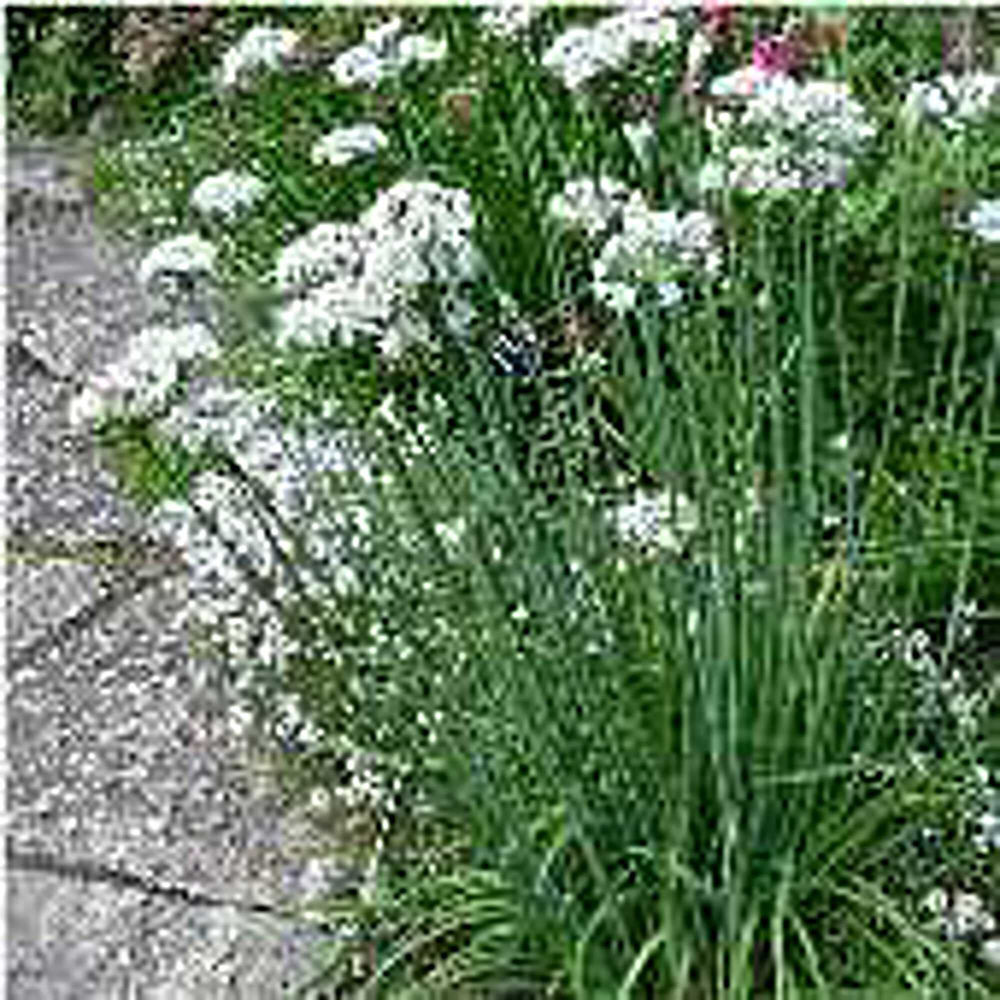 Organic Garlic Chives Seeds (20+ Seeds) - Non-GMO Heirloom Herb Seeds for Planting | Home Garden, Greenhouse, Container Gardening | Perfect for Asian Cuisine & Fresh Salads