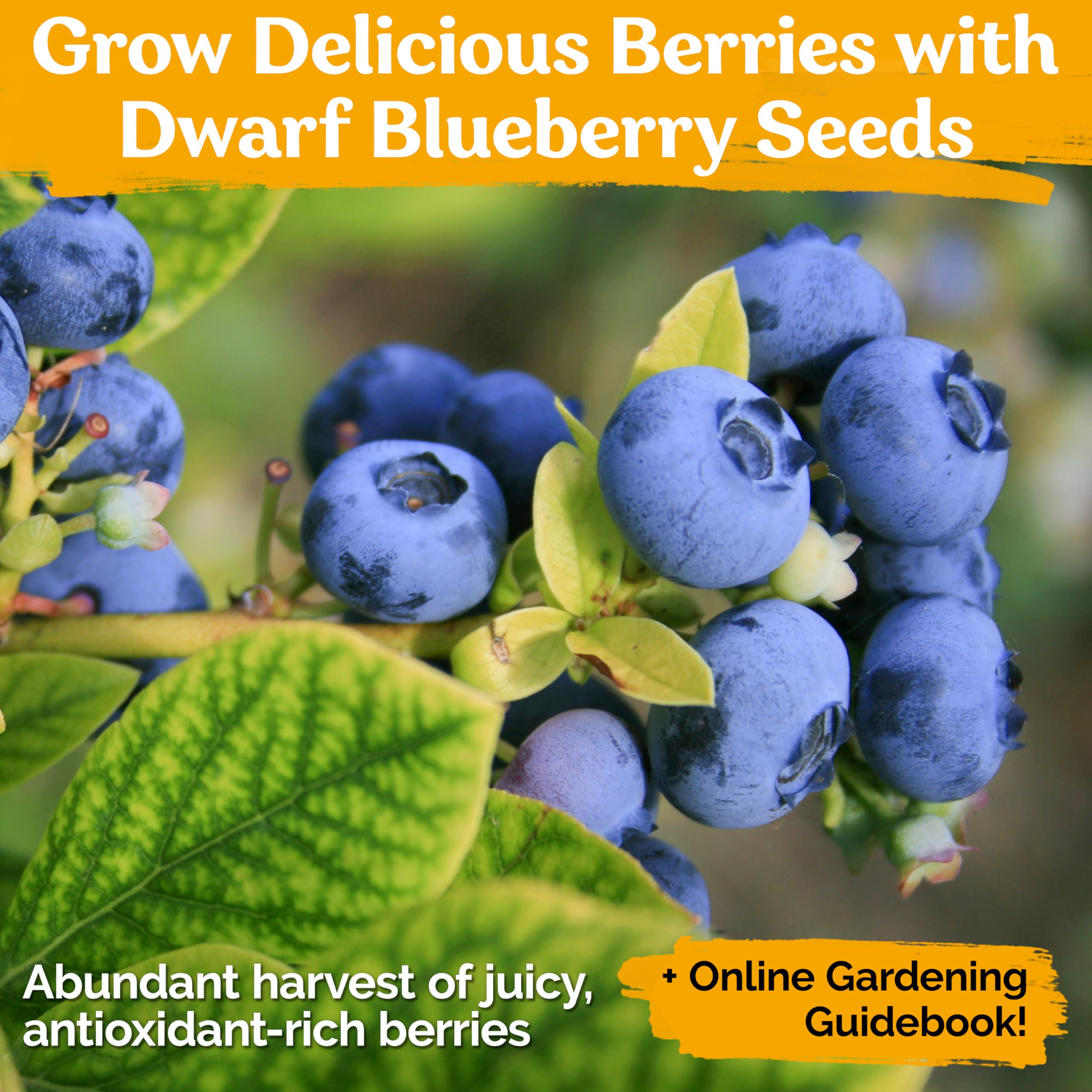 KVITER 100 Organic Non-GMO Blueberry Seeds (Vaccinium Angustifolium) – Sweet Dwarf Lowbush Heirloom Fruit Seeds for Indoor & Outdoor Gardening – Perfect for Fresh Berries, Smoothies, and Homegrown Snacks