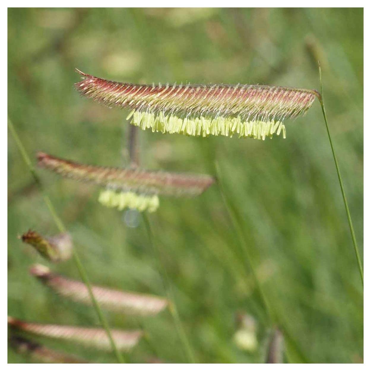 Everwilde Farms - 1000 Blue Grama Native Grass Seeds (Bouteloua gracilis) - Drought-Tolerant, Low-Maintenance - Gold Vault Jumbo Seed Packet for Landscaping, Erosion Control & Wildlife Gardens