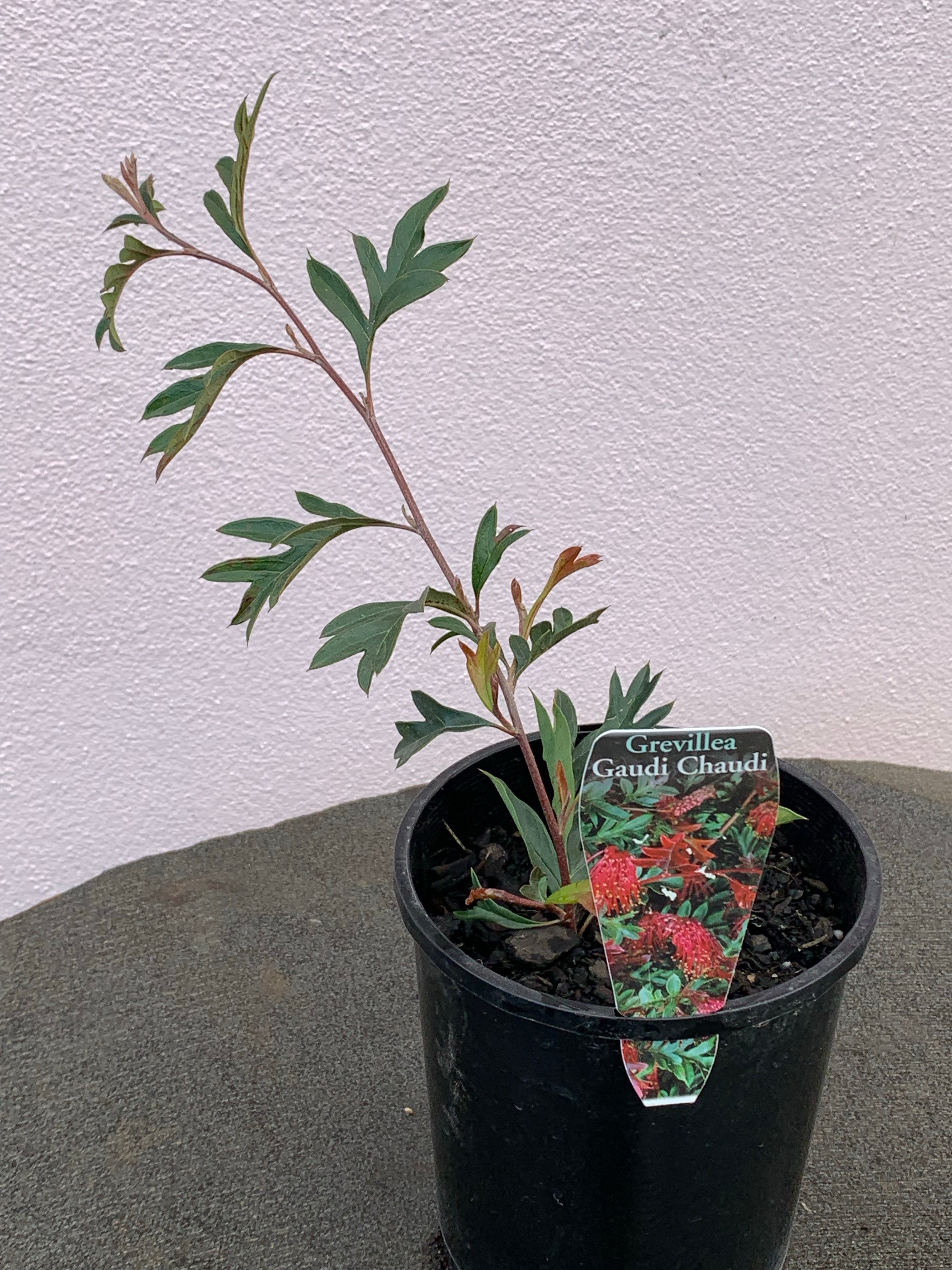 Grevillea 'Gaudi Chaudi' - Vibrant Flowering Shrub for Landscaping & Garden Decor | Drought-Tolerant & Attracts Hummingbirds | Perfect for Borders, Hedges, and Coastal Gardens