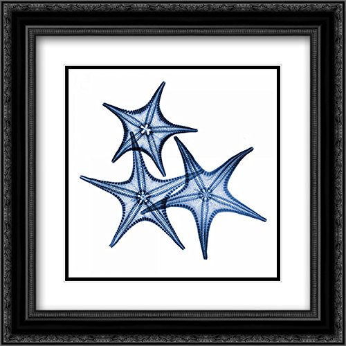 Albert Koetsier Blue Three Starfish 15x15 Black Ornate Framed Double Matted Museum Art Print - Perfect for Coastal Home Decor, Beach House Wall Art & Ocean Theme Living Room