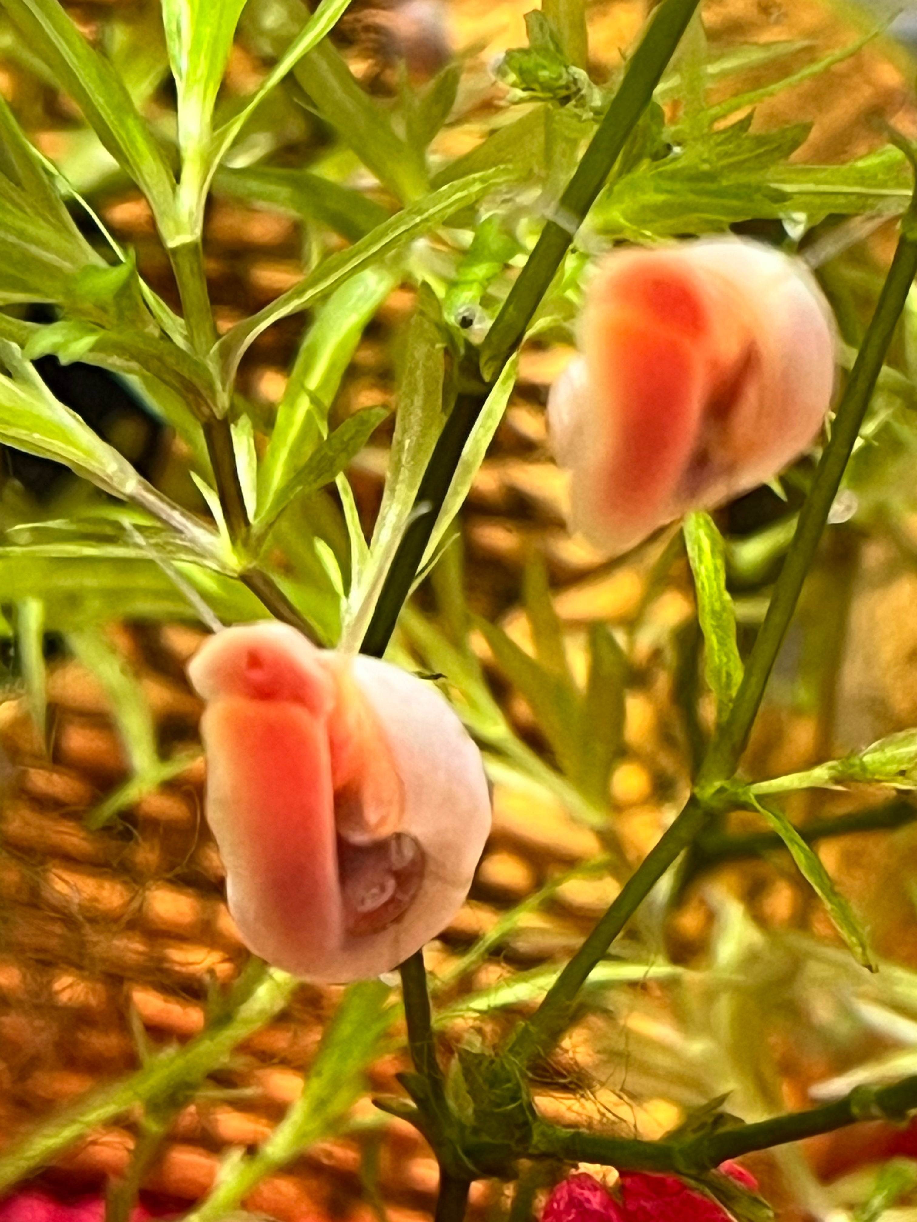 7 Live Ramshorn Snails for Aquarium – Natural Algae Eaters & Tank Cleaners | Freshwater Snails for Fish Tank | Low Maintenance Aquatic Pets | Perfect for Planted Tanks & Nano Aquariums