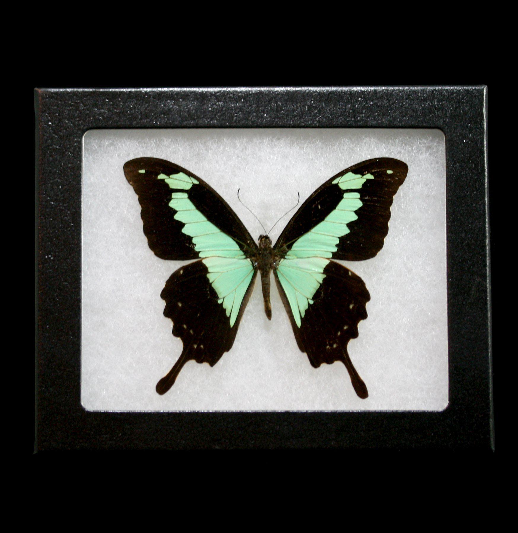 Riker Mounted Papilio Phorcas Butterfly Display - Real Framed Butterfly Specimen for Home Decor, Entomology Collection & Gift - Perfect for Nature Lovers, Science Classrooms & Office Decor