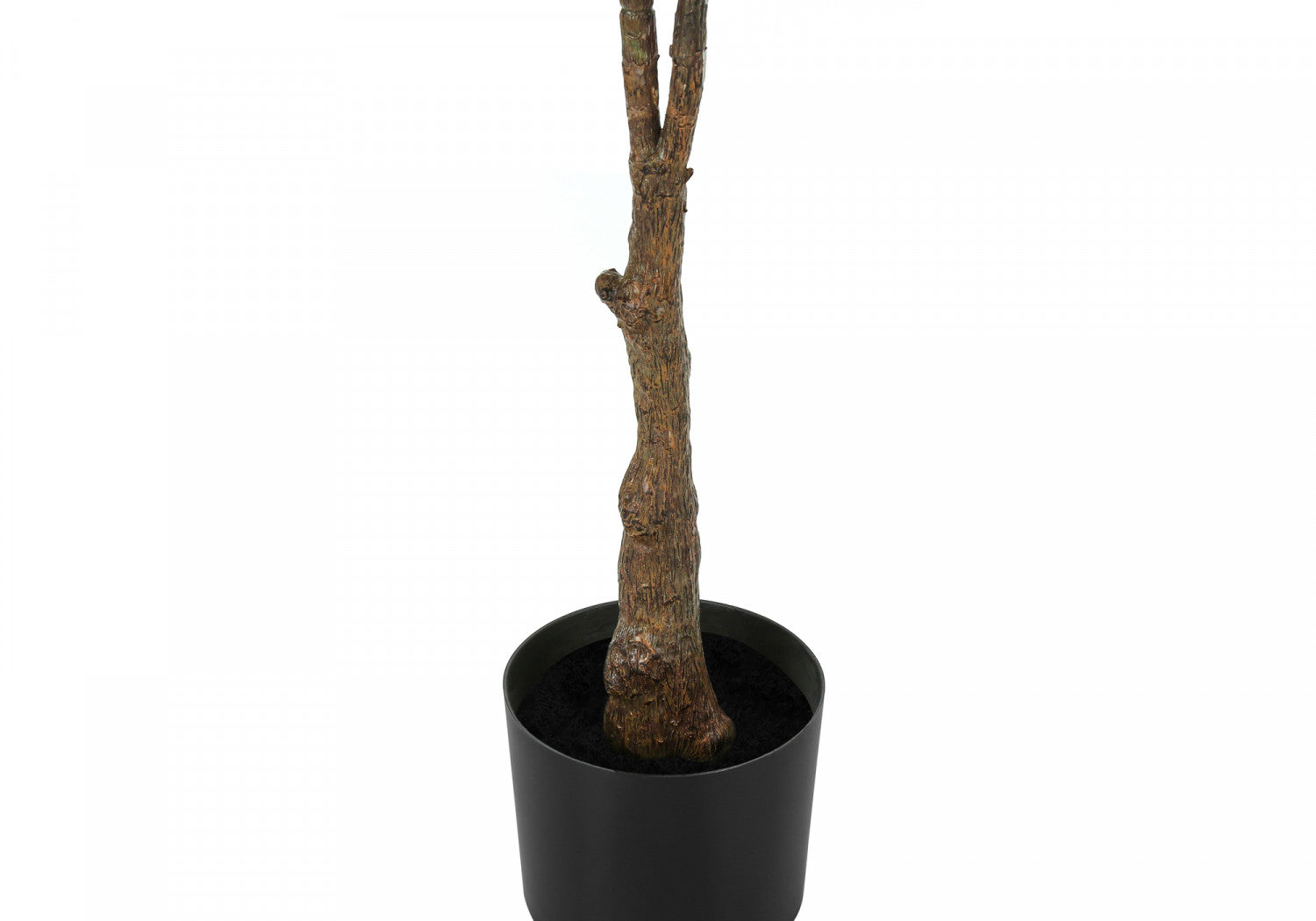 52 Rubber Tree Plants with 5 Black Pots - Indoor Houseplants for Home Decor, Office, and Living Room Greenery