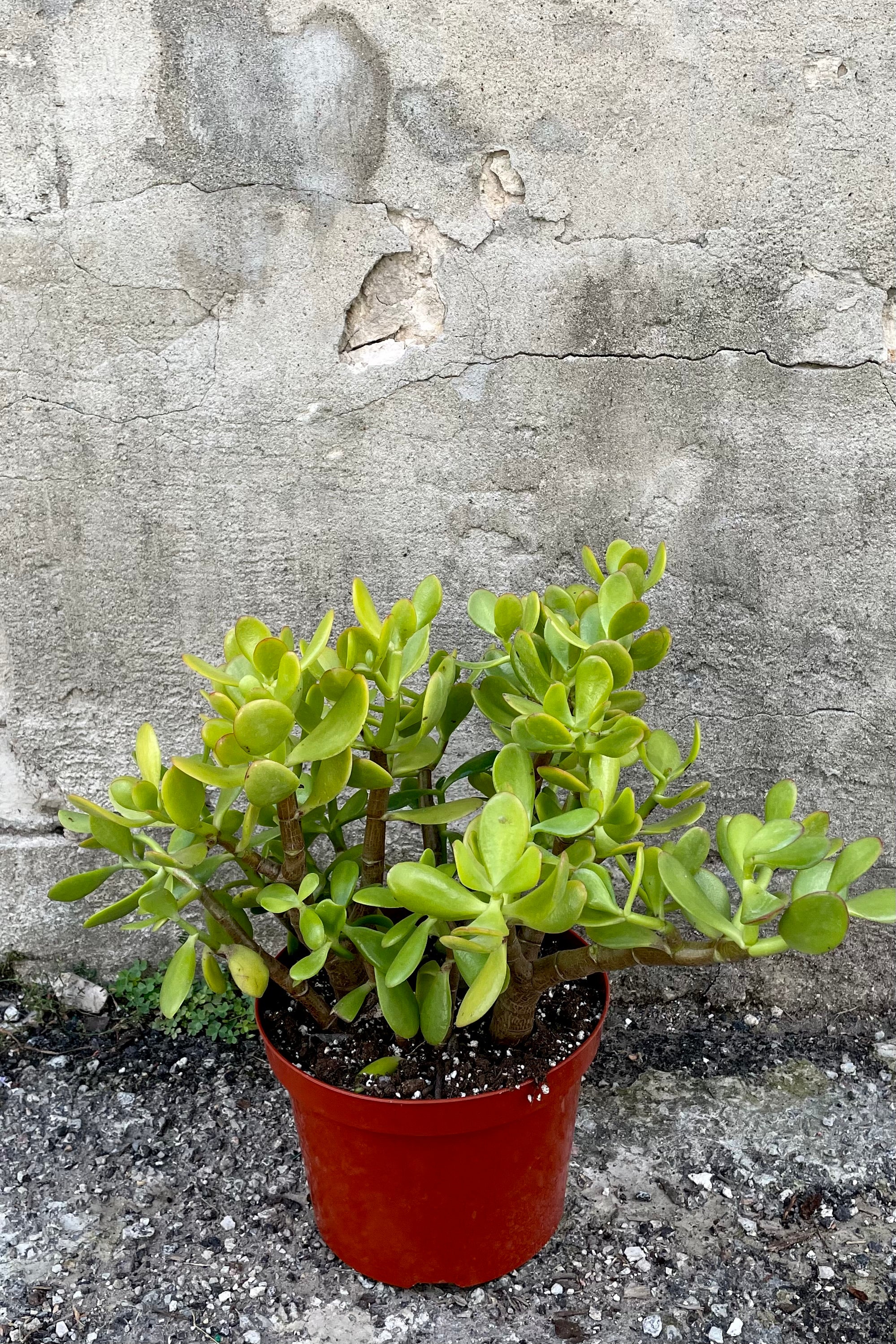 Crassula Ovata Jade Plant - 8 Inch Succulent for Home, Office, and Garden Decor | Easy Care Indoor Houseplant for Beginners