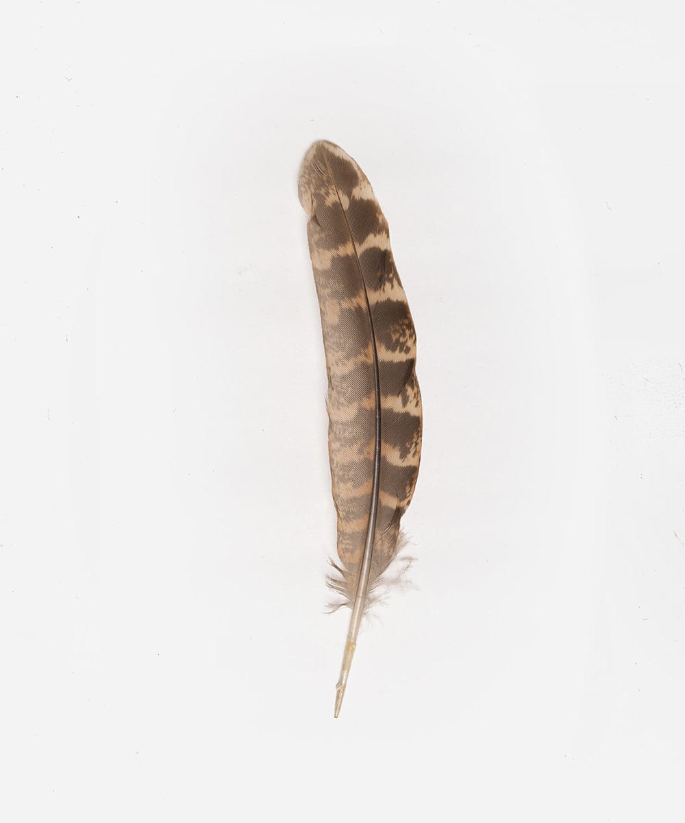 Greater Prairie Chicken Hat Feather - Authentic Natural Feathers for Crafts, Costumes & DIY Projects - Perfect for Western Hats, Native American Headdress & Bohemian Fashion Accessories