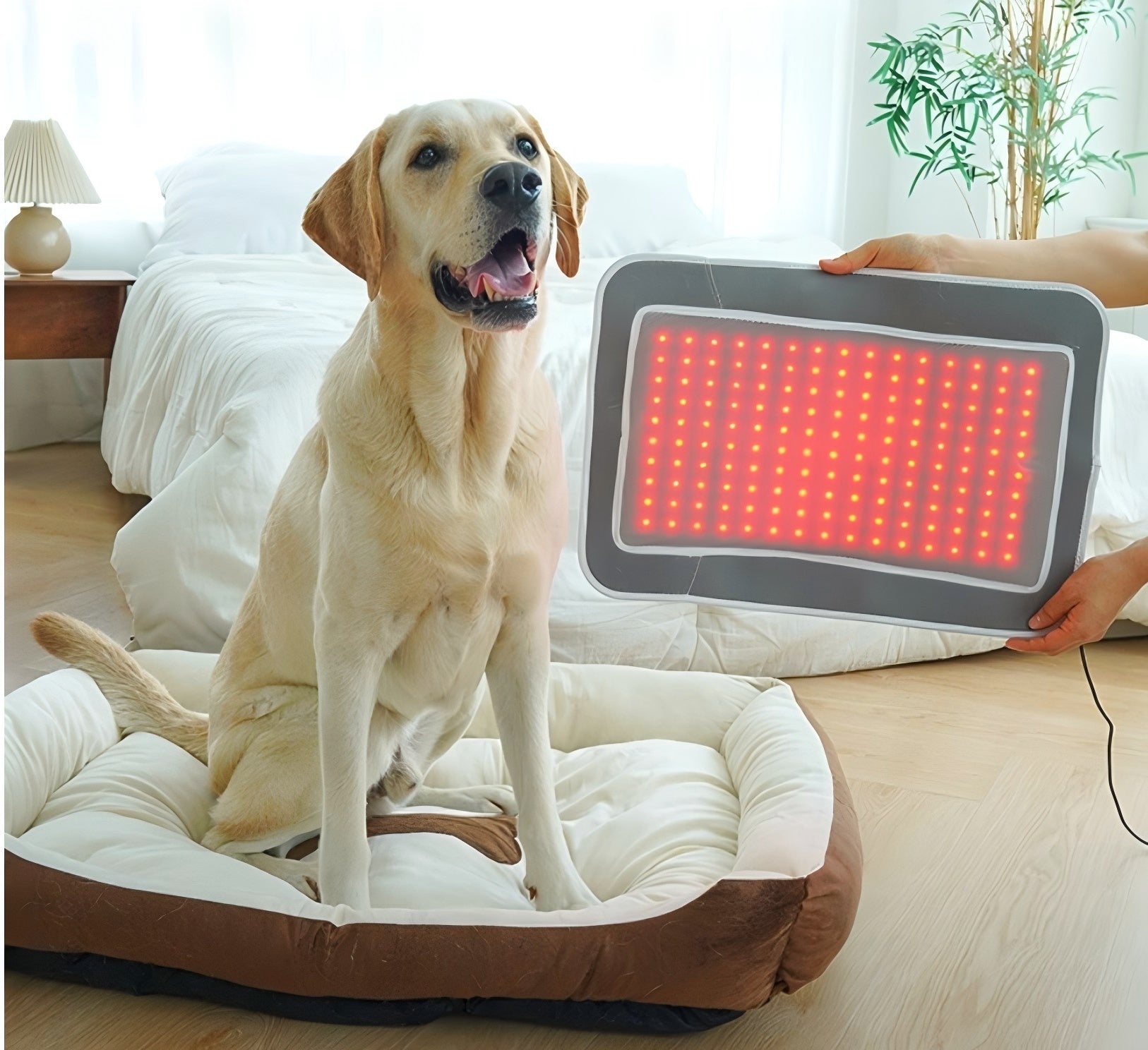 Cirius Pet Infrared Therapy Pad for Dogs & Cats - Pain Relief & Healing - Perfect for Arthritis, Joint Pain & Post-Surgery Recovery - Cozy Pet Bed Mat for Home Use