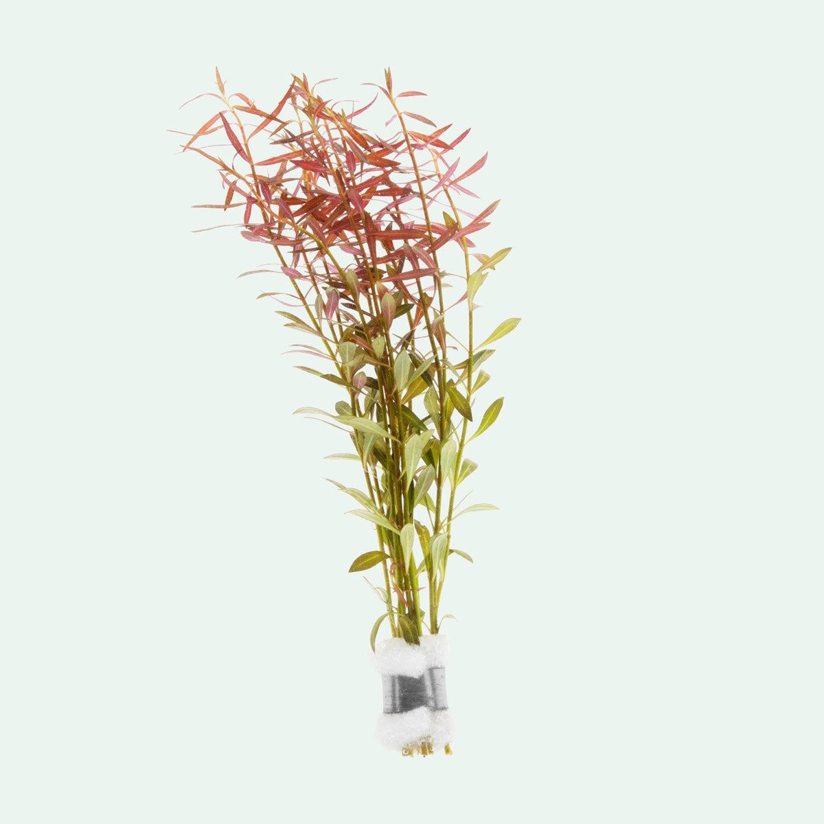 Ludwigia Arcuata - Live Aquatic Plant for Freshwater Aquariums | Perfect for Fish Tanks, Aquascaping & Planted Aquariums