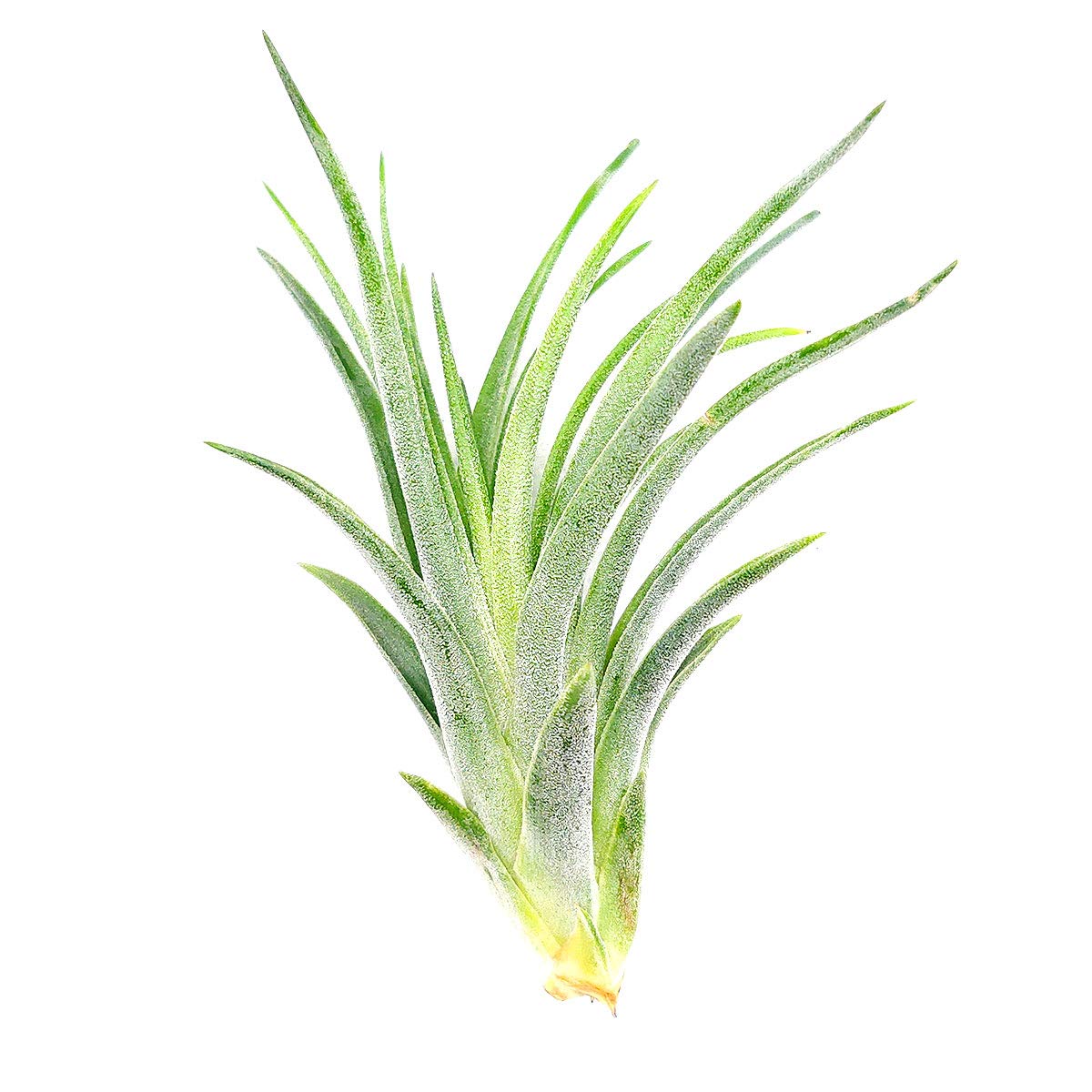 Tillandsia Victoriana Air Plant (3